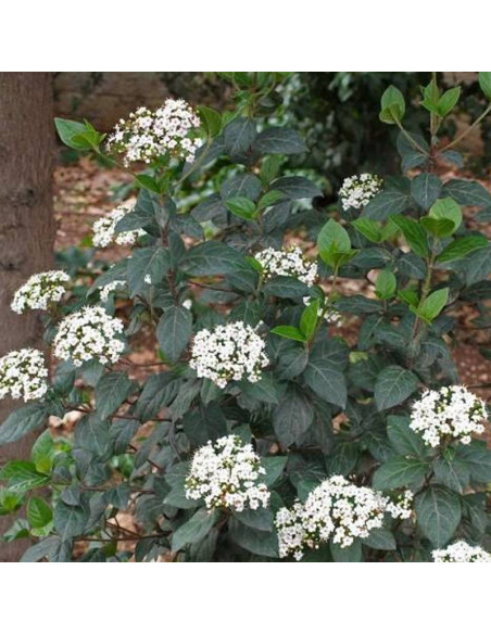 Kalina wawrzynowata Viburnum tinus