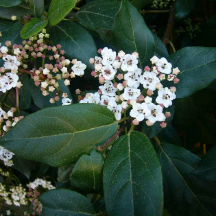 Kalina wawrzynowata Viburnum tinus 2