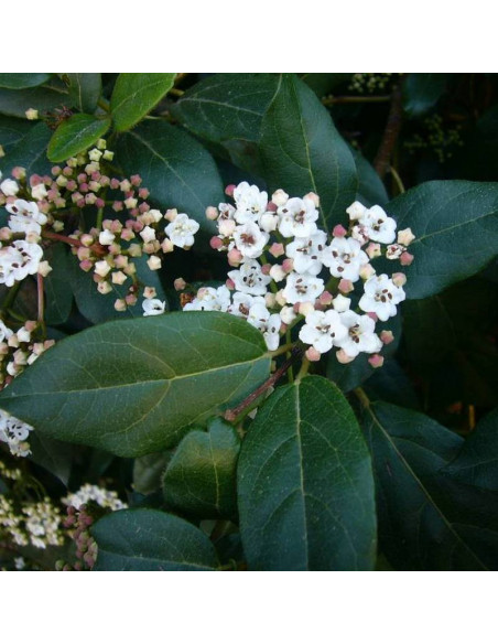 Viburnum tinus Kalina wawrzynowata