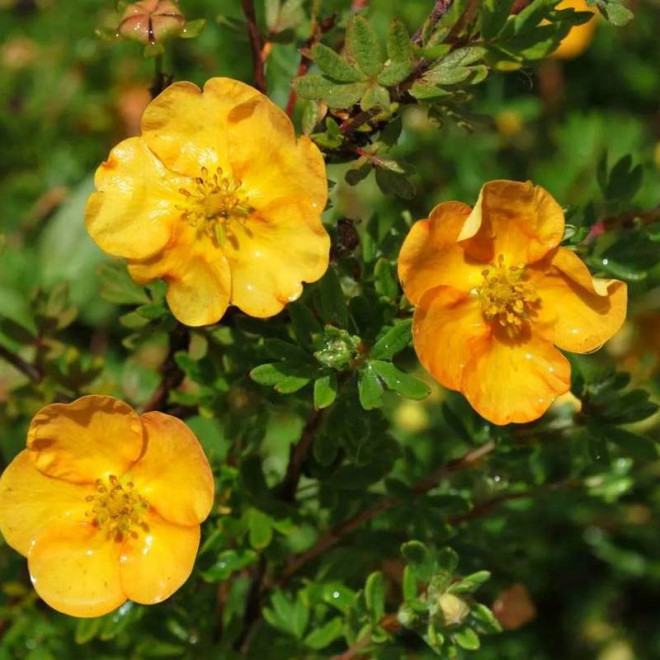 Sunset Potentilla fruticosa Pięciornik krzewiasty