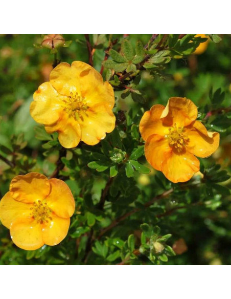 Sunset Potentilla fruticosa Pięciornik krzewiasty