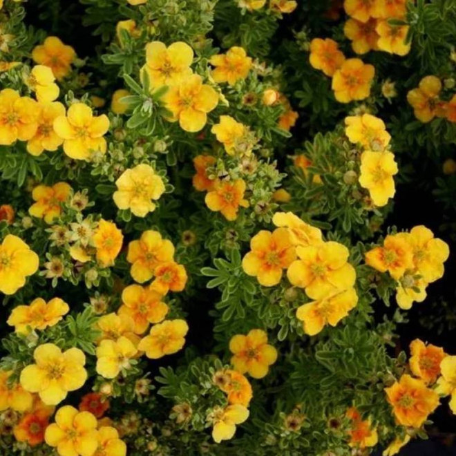 Pięciornik krzewiasty Sunset Potentilla fruticosa