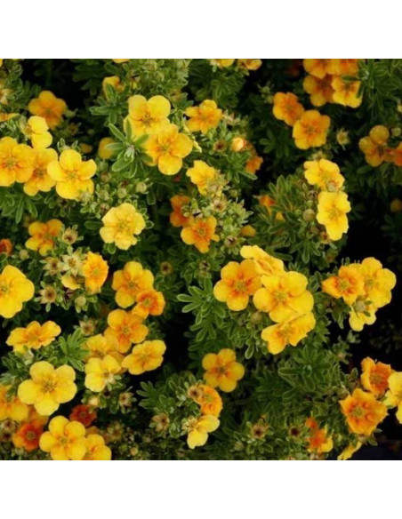 Pięciornik krzewiasty Sunset Potentilla fruticosa