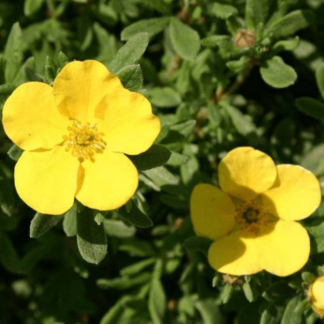 Pięciornik krzewiasty Longacre Potentilla fruticosa