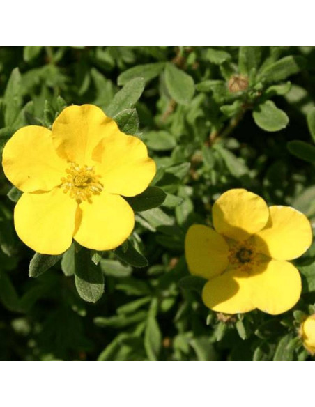 Pięciornik krzewiasty Longacre Potentilla fruticosa