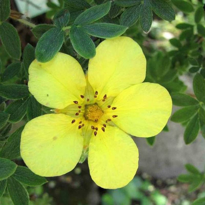 Longacre Potentilla fruticosa Pięciornik krzewiasty