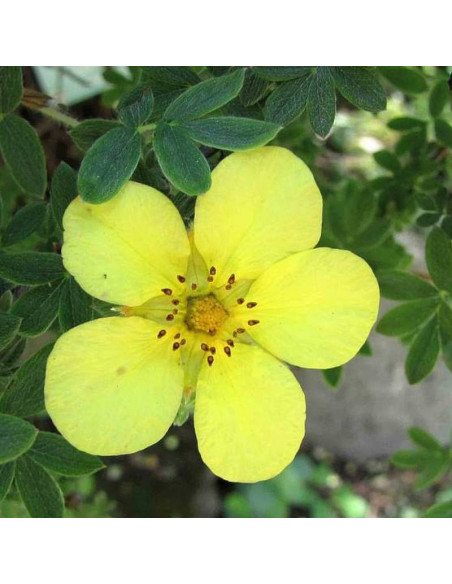 Longacre Potentilla fruticosa Pięciornik krzewiasty