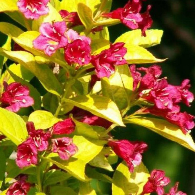 Krzewuszka cudowna Loomansii Aurea Weigela florida