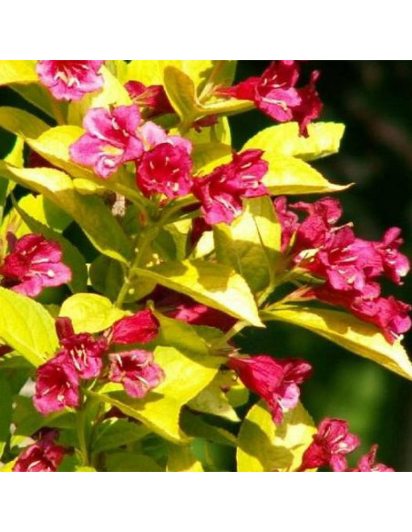 Krzewuszka cudowna Loomansii Aurea Weigela florida