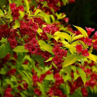 Krzewuszka cudowna Loomansii Aurea Weigela florida 2