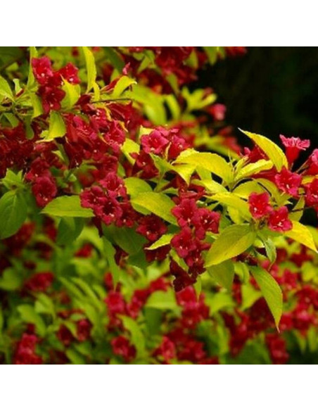 Loomansii Aurea Weigela florida Krzewuszka cudowna