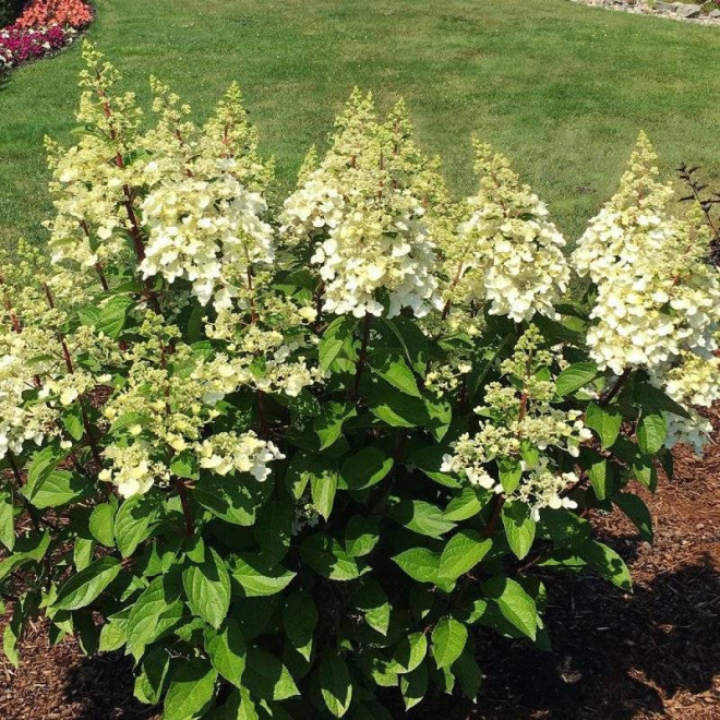 Candlelight PBR Hortensja bukietowa Hydrangea paniculata
