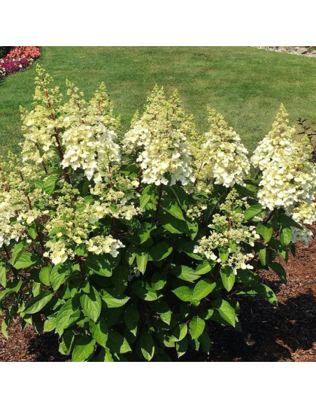 Candlelight PBR Hortensja bukietowa Hydrangea paniculata