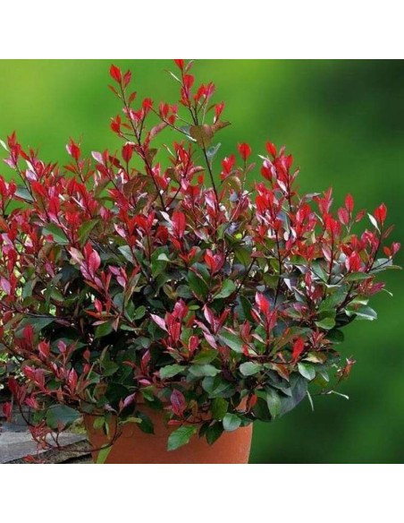 Głogownik Frasera Little Red Robin Photinia fraseri