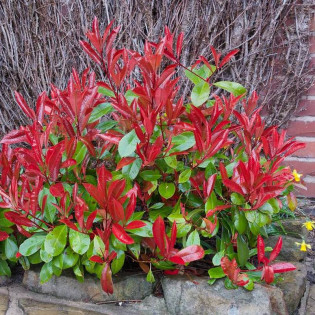 Głogownik Frasera Little Red Robin Photinia fraseri 2