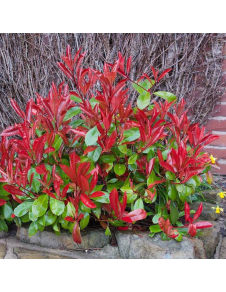 Little Red Robin Photinia fraseri Głogownik Frasera