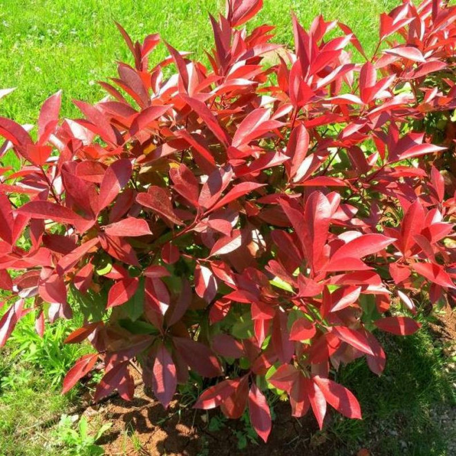 Głogownik Frasera Photinia fraseri Little Red Robin