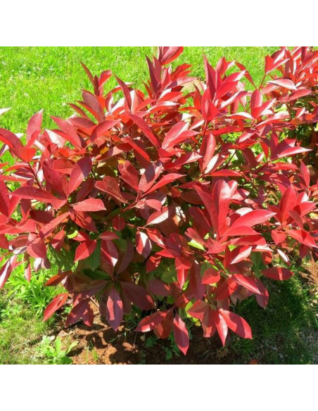 Głogownik Frasera Photinia fraseri Little Red Robin