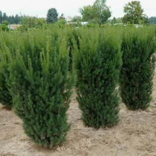 Groenland Taxus media Cis pośredni