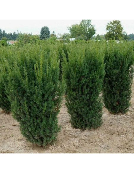 Groenland Taxus media Cis pośredni