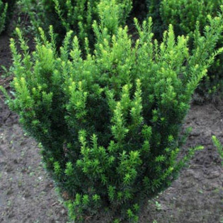 Groenland Taxus media Cis pośredni 2