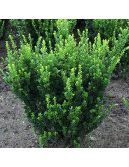 Taxus media Cis pośredni Groenland