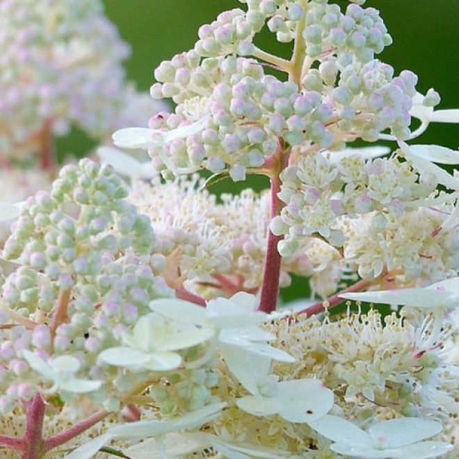 Hortensja bukietowa Early Harry PBR Hydrangea paniculata