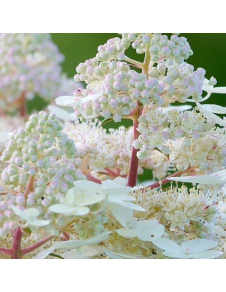 Hortensja bukietowa Early Harry PBR Hydrangea paniculata