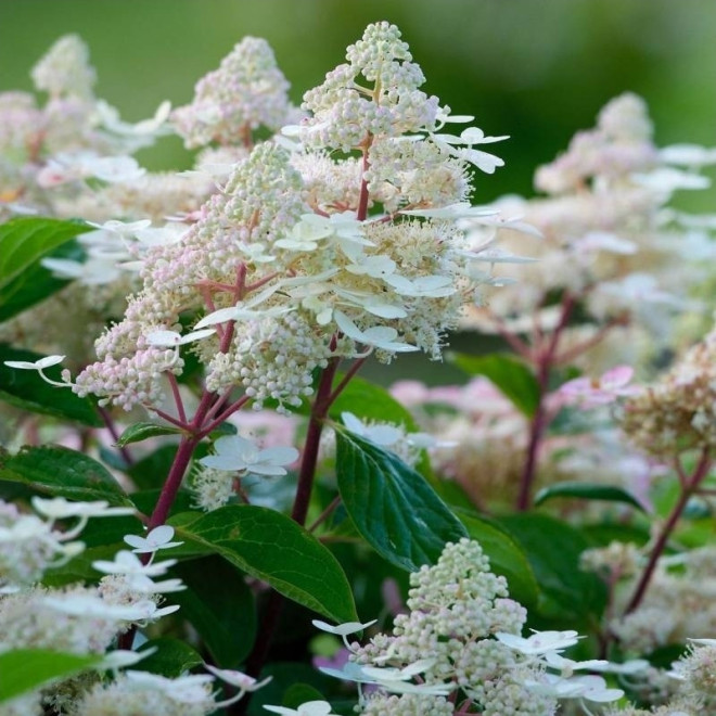 Early Harry PBR Hortensja bukietowa Hydrangea paniculata