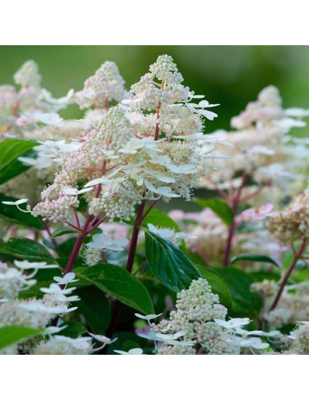 Early Harry PBR Hortensja bukietowa Hydrangea paniculata