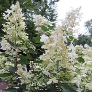 Hydrangea paniculata Hortensja bukietowa Early Harry PBR