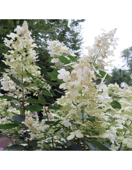 Hydrangea paniculata Hortensja bukietowa Early Harry PBR