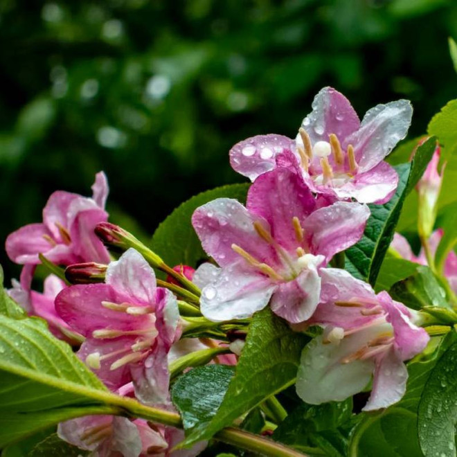 Rosea Weigela florida Krzewuszka cudowna