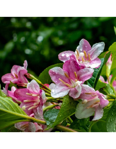 Rosea Weigela florida Krzewuszka cudowna