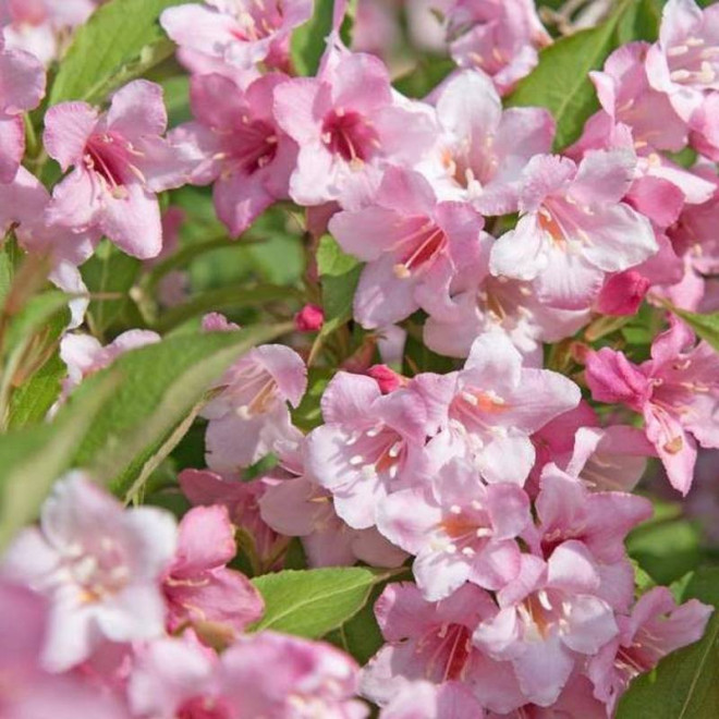 Krzewuszka cudowna Rosea Weigela florida