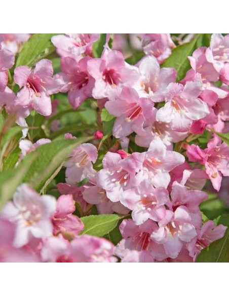 Krzewuszka cudowna Rosea Weigela florida