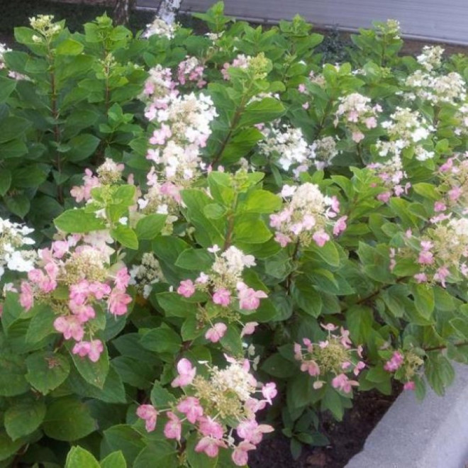 Hortensja bukietowa Dart's Little Dot PBR Hydrangea paniculata