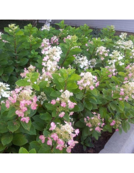 Hortensja bukietowa Dart's Little Dot PBR Hydrangea paniculata