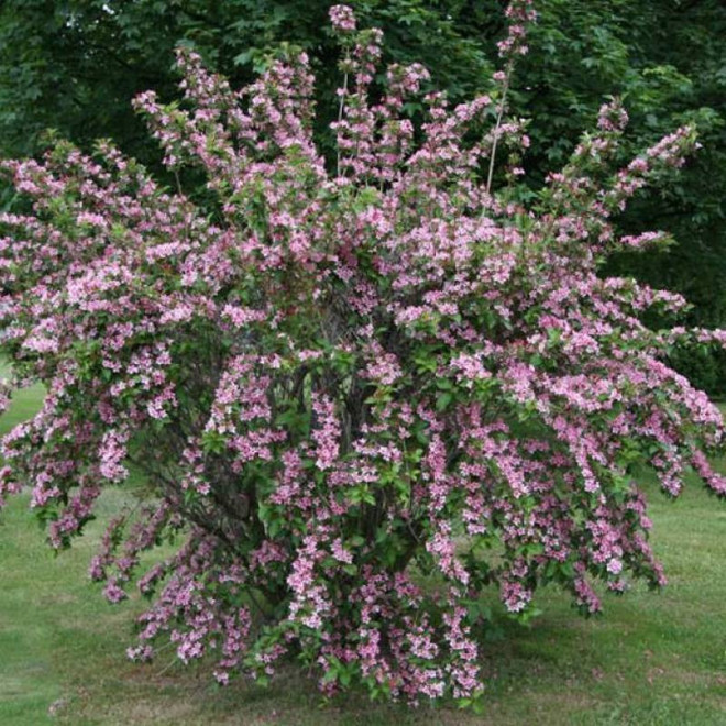 Krzewuszka cudowna Weigela florida Rosea