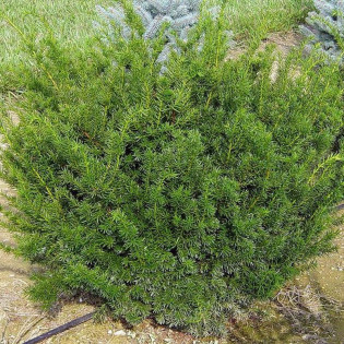 Cis pośredni Densiformis Taxus media 2