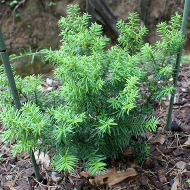 Cis japoński Nana Taxus cuspidata