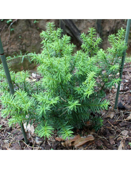 Cis japoński Nana Taxus cuspidata