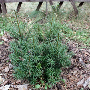 Cis japoński Nana Taxus cuspidata 2