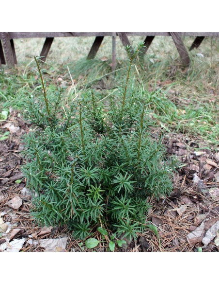 Taxus cuspidata Cis japoński Nana