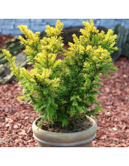 Cis pospolity Semperaurea Taxus baccata