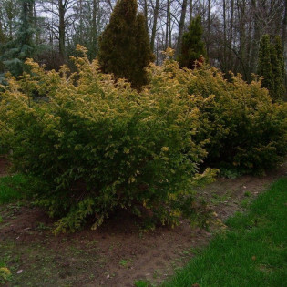 Cis pospolity Semperaurea Taxus baccata 2