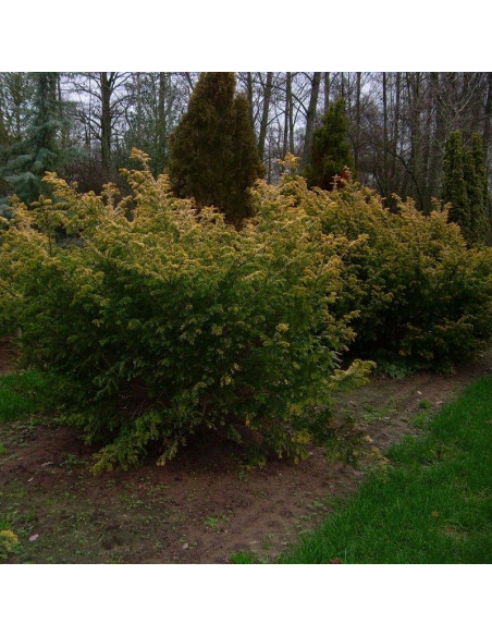 Cis pospolity Taxus baccata Semperaurea