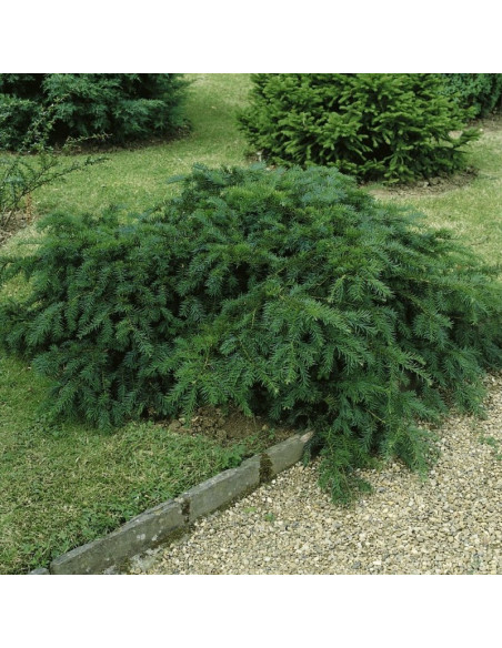 Cis pospolity Repandens Taxus baccata