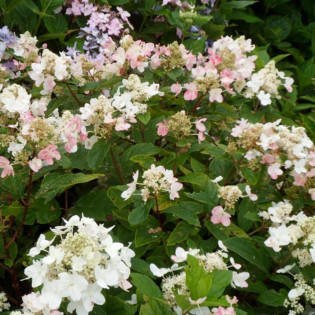 Hortensja bukietowa Dart's Little Dot PBR Hydrangea paniculata 2