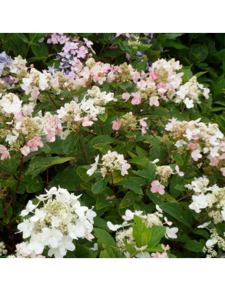 Dart's Little Dot PBR Hortensja bukietowa Hydrangea paniculata